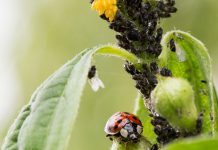 Combaterea eficientă a afidelor la plantele ornamentale: soluții chimice și biologice