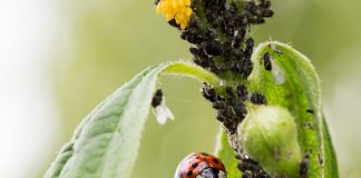 Combaterea eficientă a afidelor la plantele ornamentale: soluții chimice și biologice
