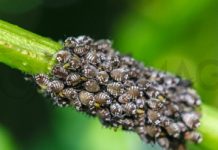 Combaterea eficientă a insectelor dăunătoare la par: protejarea unei culturi prețioase