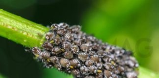 Combaterea eficientă a insectelor dăunătoare la par: protejarea unei culturi prețioase