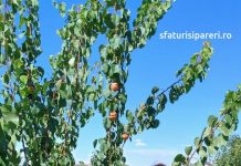 Schema de tratamente eficiente pentru cais: Protecția pomilor și îmbunătățirea randamentului