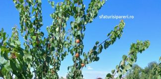 Schema de tratamente eficiente pentru cais: Protecția pomilor și îmbunătățirea randamentului