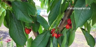 Combaterea insectelor dăunătoare la cireș