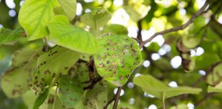 Focul bacterian la pomi fructiferi: Cauze și tratament pentru protejarea livezilor