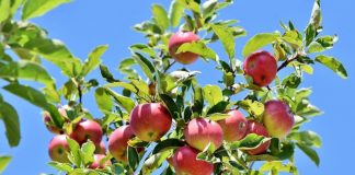 Schema tratamentelor eficiente pentru măr, par și gutui