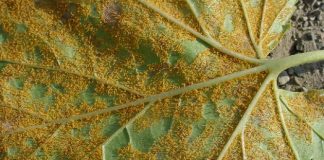 Cum se combate rugina la plantele ornamentale