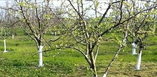 Pomii fructiferi și nevoia redusă de tratamente în trecut: Ce a schimbat situația?